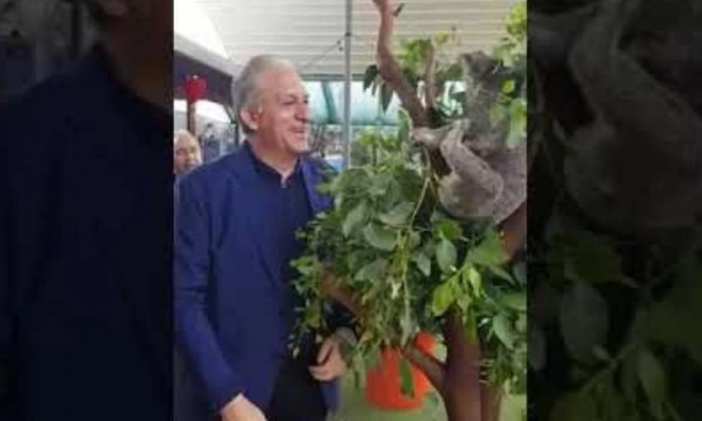 Κοάλα έδωσε "σφαλιάρα" σε Κύπριο βουλευτή!